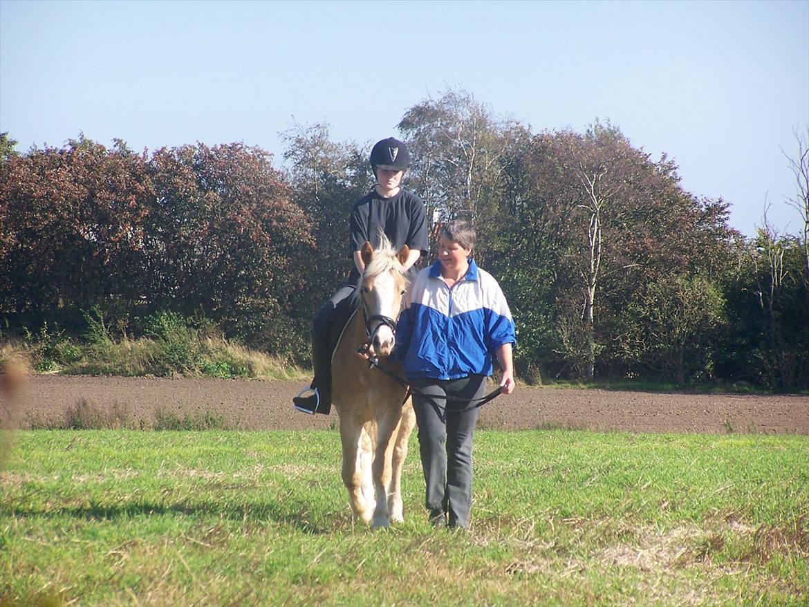 Haflinger Pegas - første gang med rytter billede 7