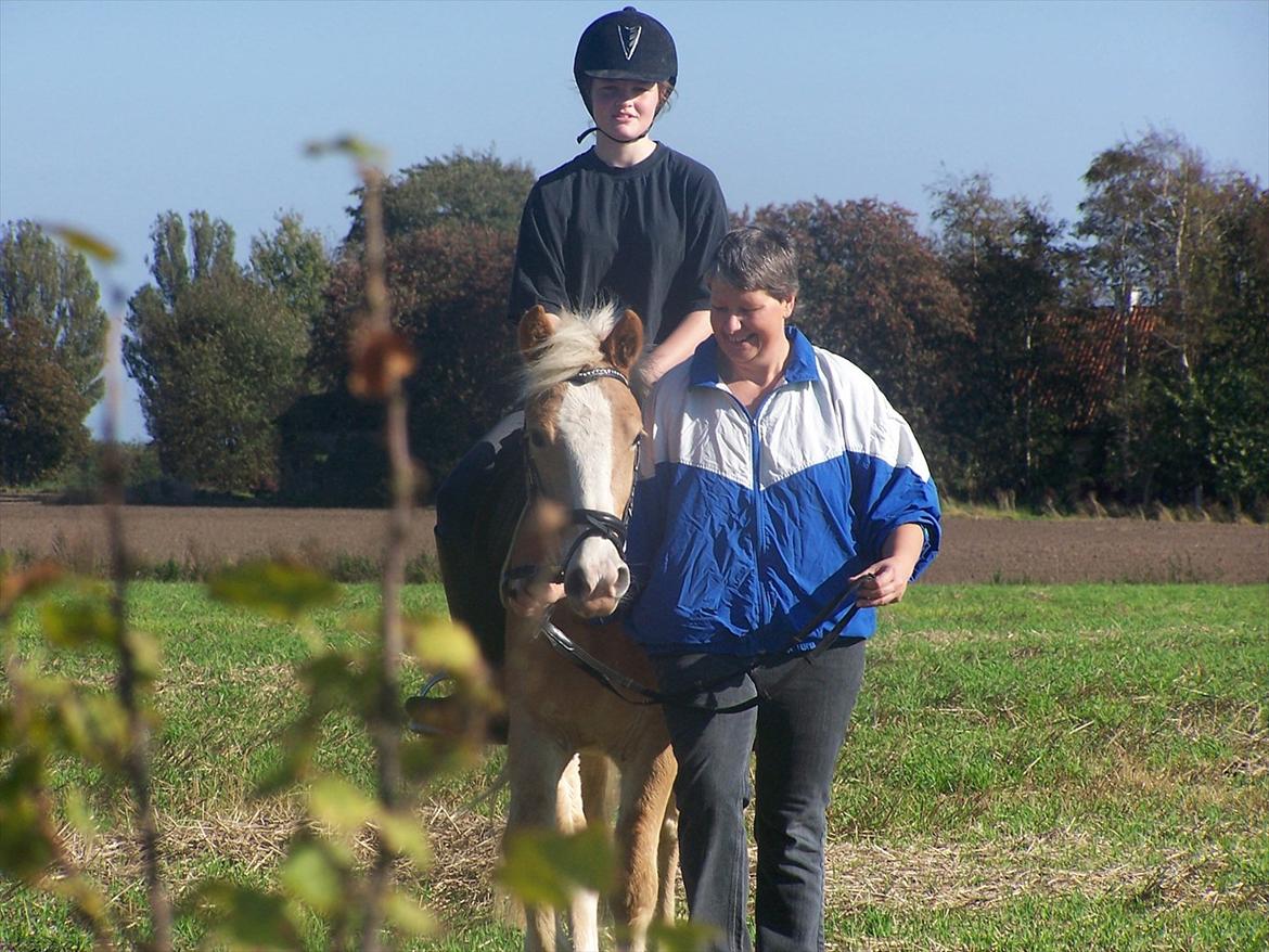 Haflinger Pegas billede 8