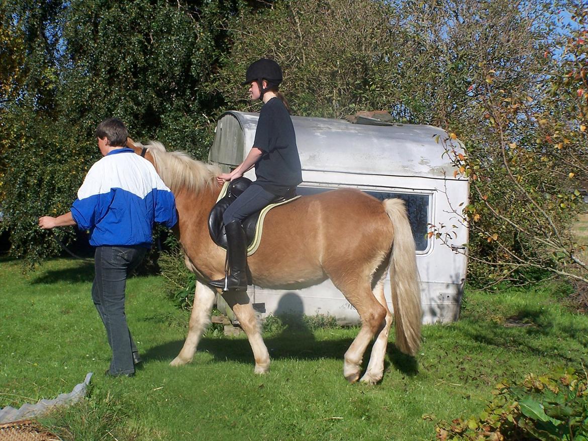 Haflinger Pegas - første gang med rytter billede 10