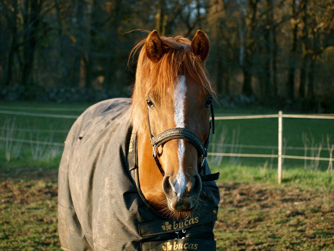 New Forest Rossums Tango (Tidl. Pony) - At møde dette syn:') billede 5