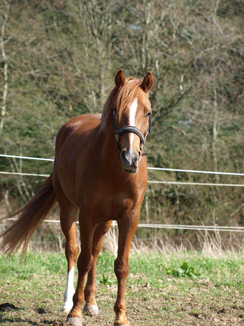 New Forest Rossums Tango (Tidl. Pony) billede 7