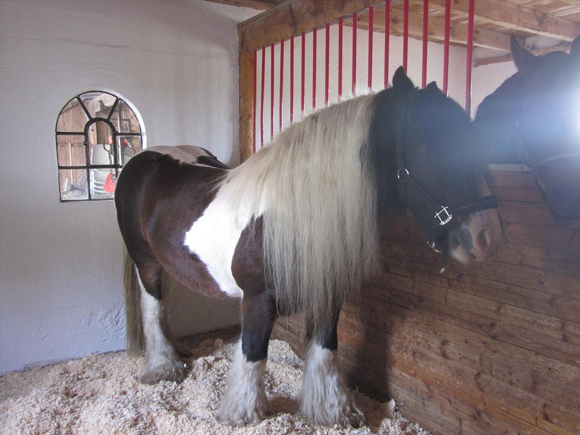 Irish Cob • Hero • billede 15