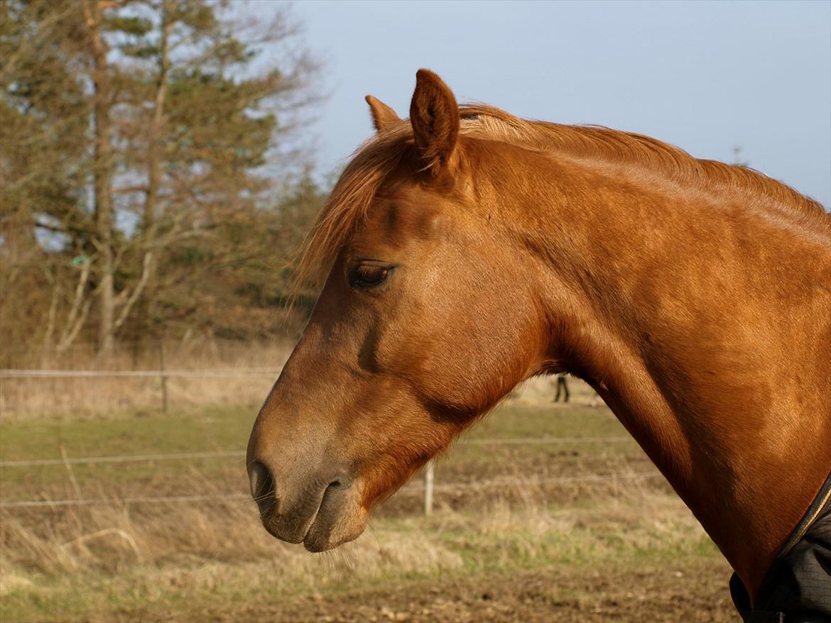 New Forest Rossums Tango (Tidl. Pony) billede 6