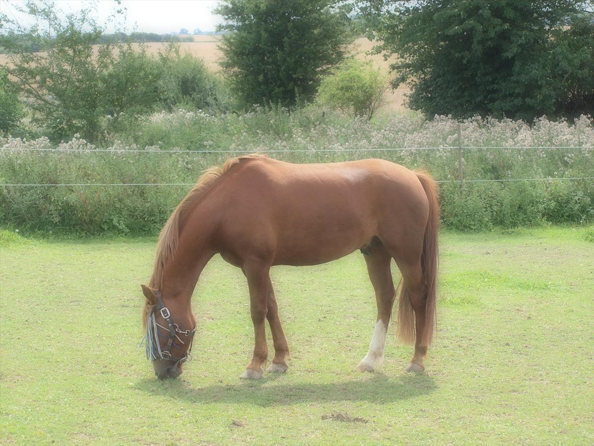 New Forest Rossums Tango (Tidl. Pony) billede 8