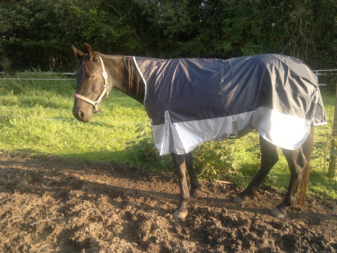 Anden særlig race Uzuri - Uzuris nye dækken billede 20