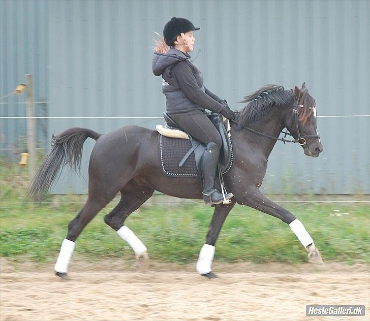 Hollandsk Sportspony Bjirmens Hylke SPH 192 ( R.I.P) - 28 september! billede 17