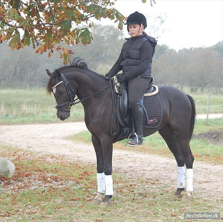 Hollandsk Sportspony Bjirmens Hylke SPH 192 ( R.I.P) billede 18