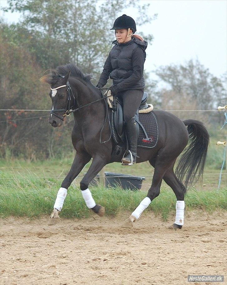 Hollandsk Sportspony Bjirmens Hylke SPH 192 ( R.I.P) billede 20