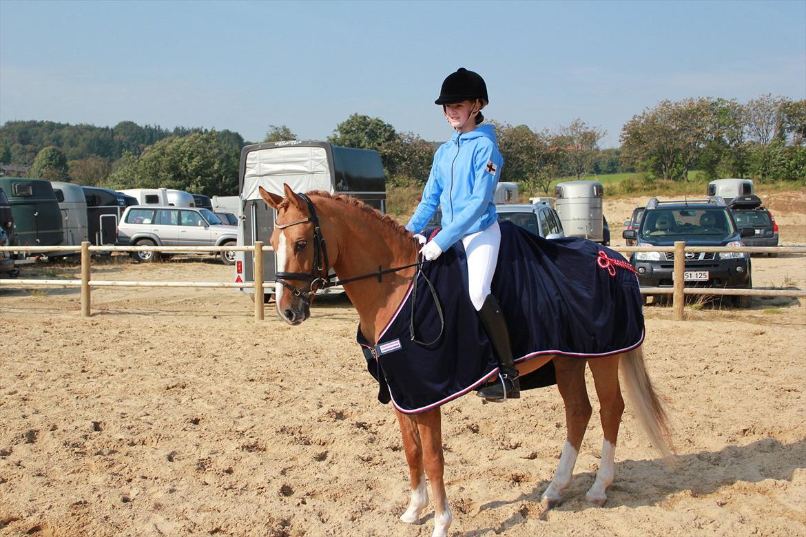 Tysk Sportspony Dominus B - A-pony - Dm hold 2011 - 8. plads med kun 0,7 point til finalen billede 14