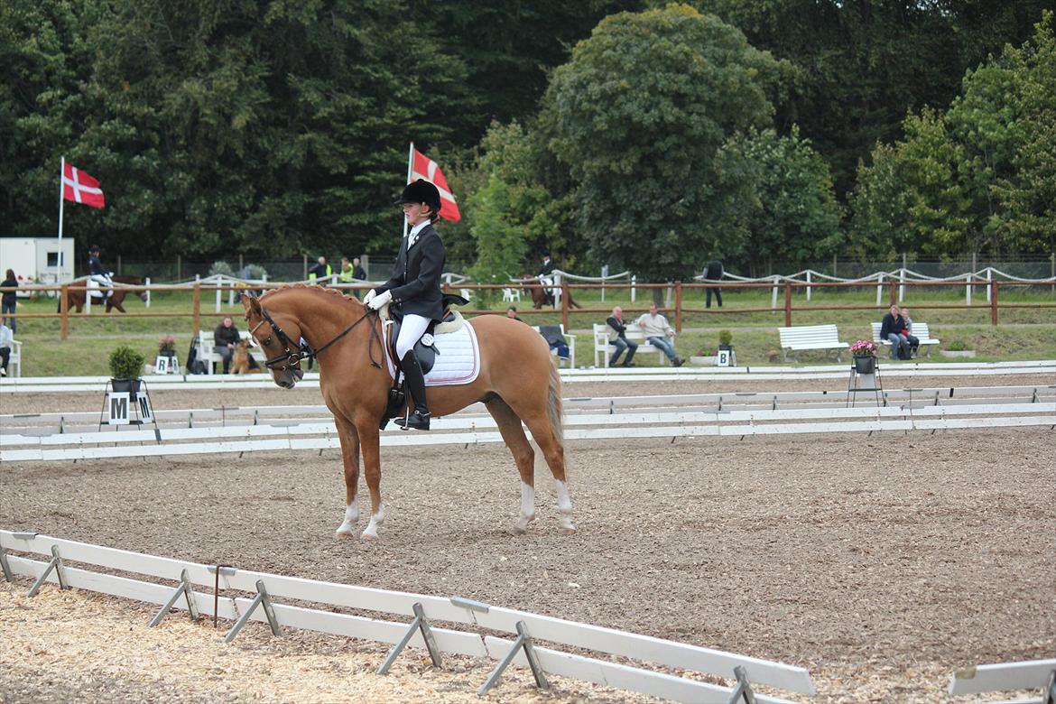 Tysk Sportspony Dominus B - A-pony - Afslutnings parade - Dm hold 2011 billede 15