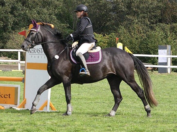 Holstener Bjerglunds Cassiane billede 6