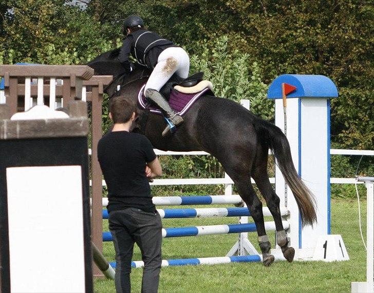 Holstener Bjerglunds Cassiane billede 7