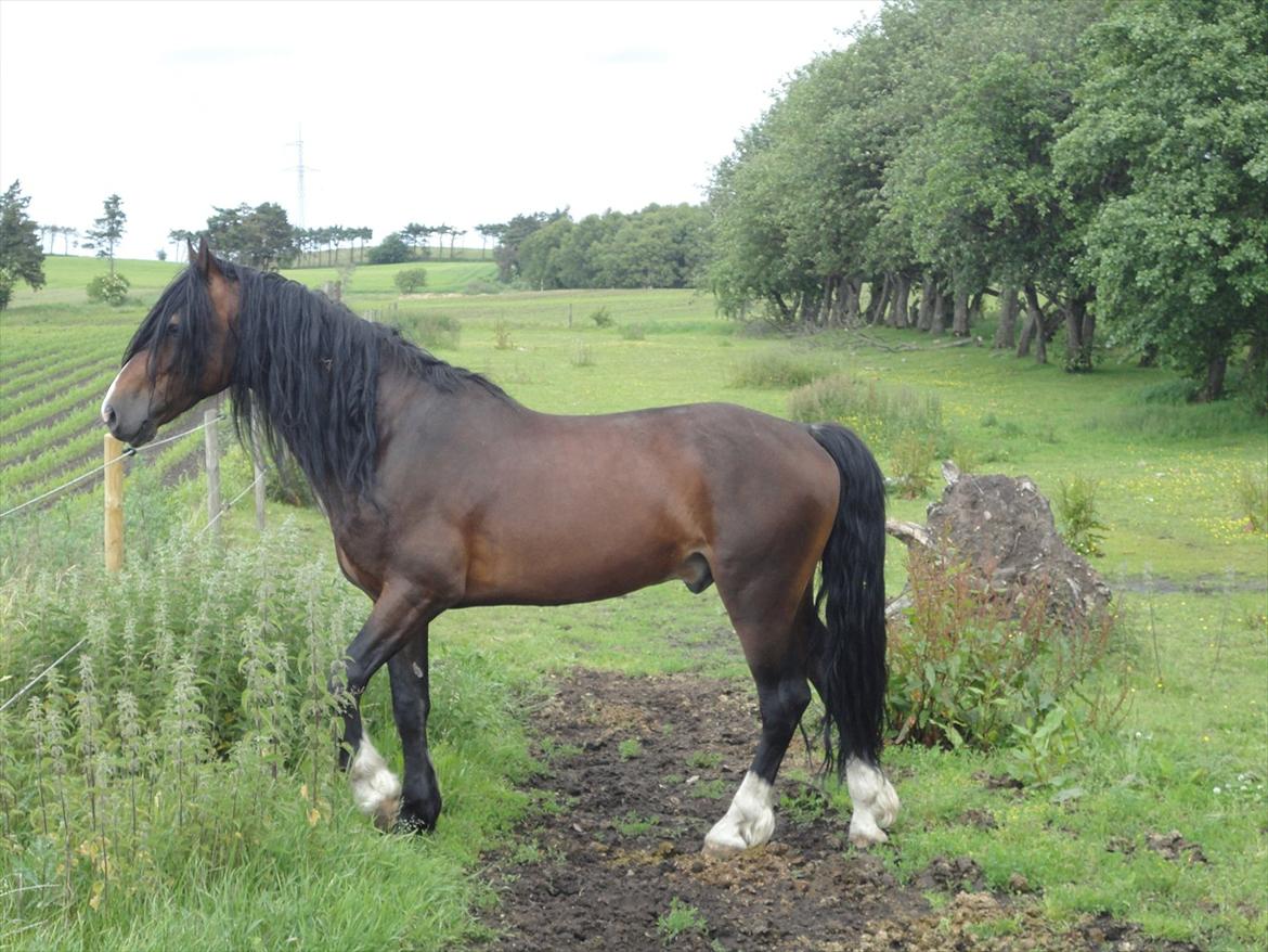 Welsh Cob (sec D) Bjerregårds Valentino  billede 19