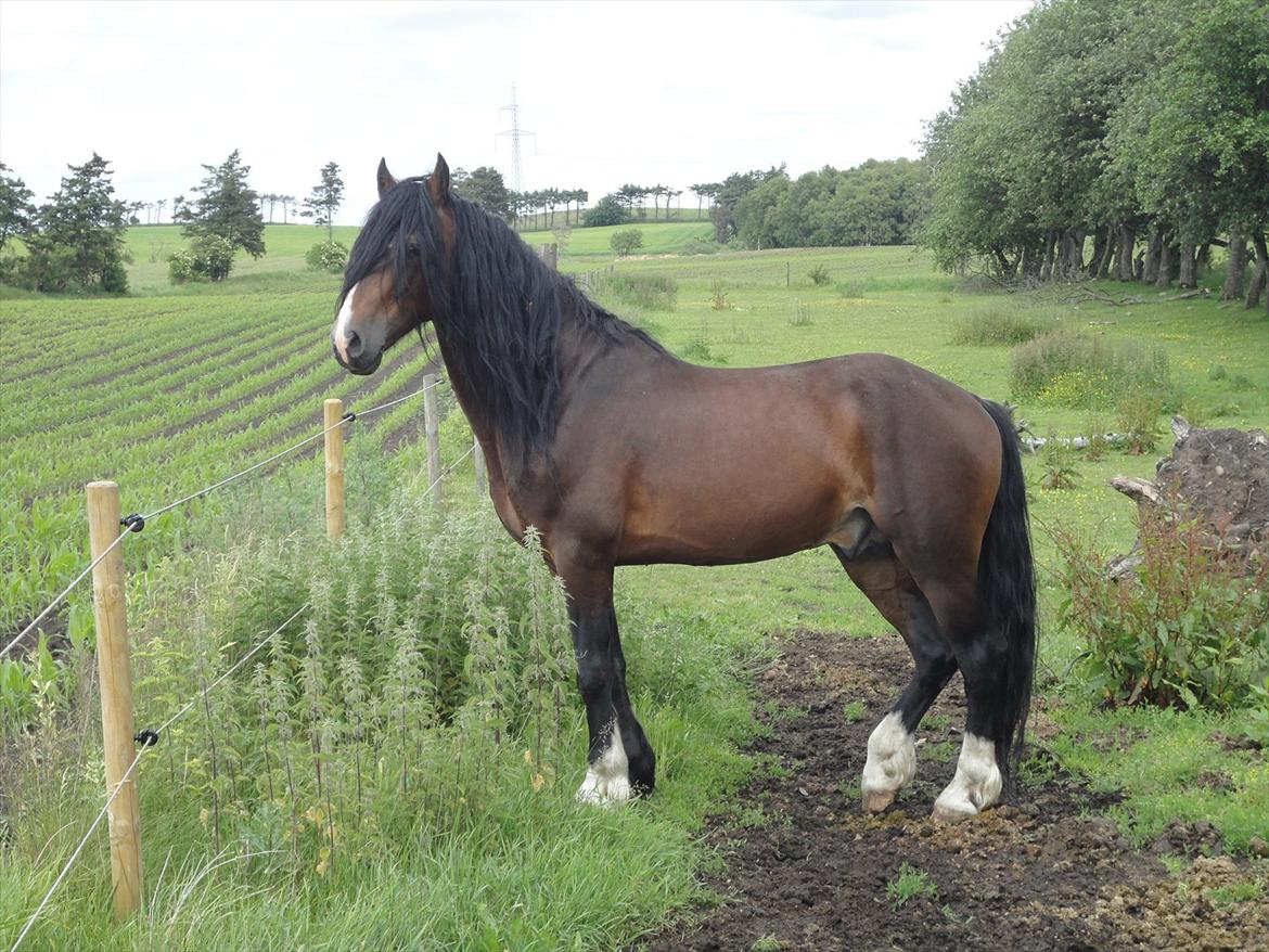 Welsh Cob (sec D) Bjerregårds Valentino  billede 20