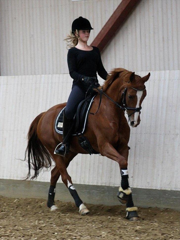 Tysk Sportspony Gee Gee 2 B-pony - fantastisk at komme ud til dig hverdag og det at du bare rykker dig såh evigt meget hver gang!<3 du er jo flyvende og så skulle han bare se prisessen nu!<3
foto:Marie Dyrendal Rasmussen<3
 billede 6