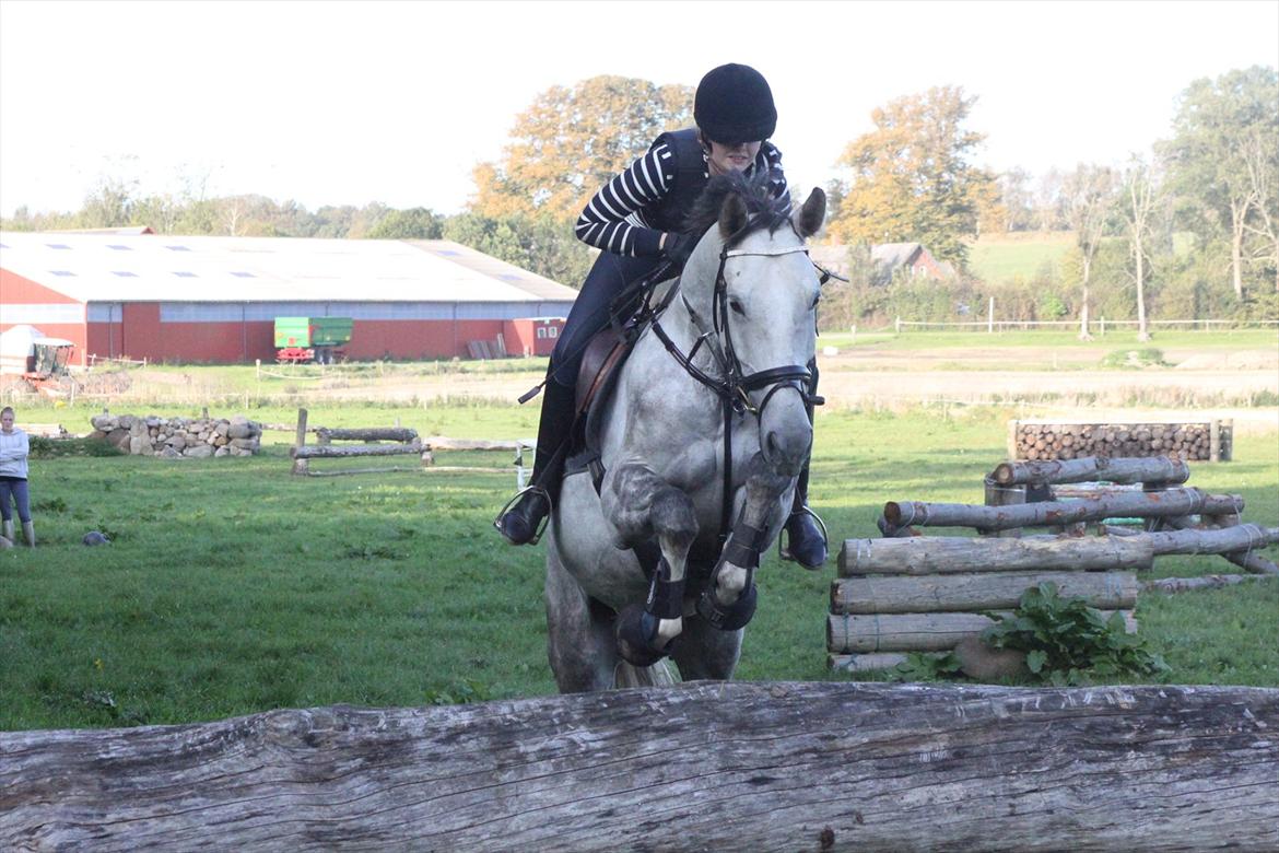 Hannoveraner Garantino 2000 - Terræn kursus med Eric smiley Tino var bar super <3 80-90 spring <3

Taget af Lulse <3 billede 13