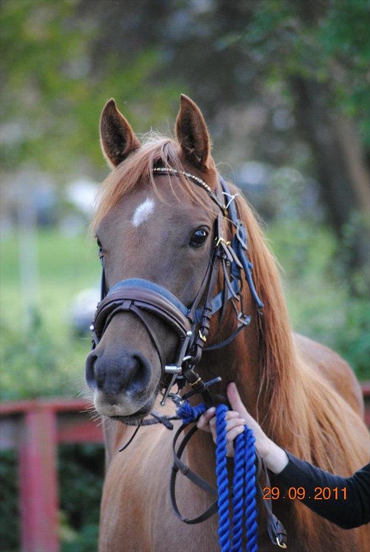 Arabisk fuldblod (OX) Princess Valencia OX billede 2