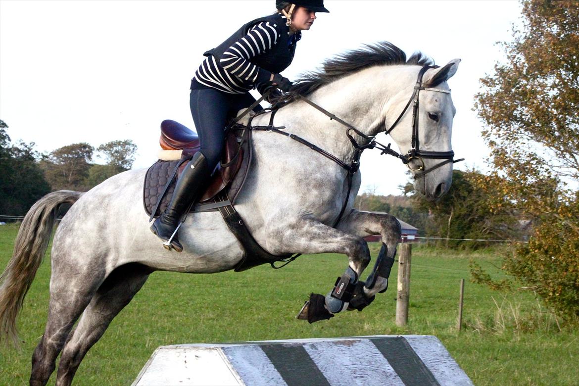 Hannoveraner Garantino 2000 - Eric smiley kursus taget af Lulse <3 billede 8