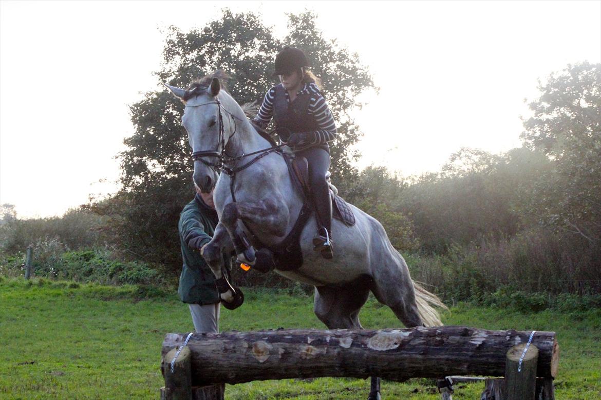 Hannoveraner Garantino 2000 - Det er svære end som så, den står på en blanket som Tino syntes var farlig at hoppe ned af :b 
Eric Smiley kursus billedet er taget af Lulse <3 billede 16