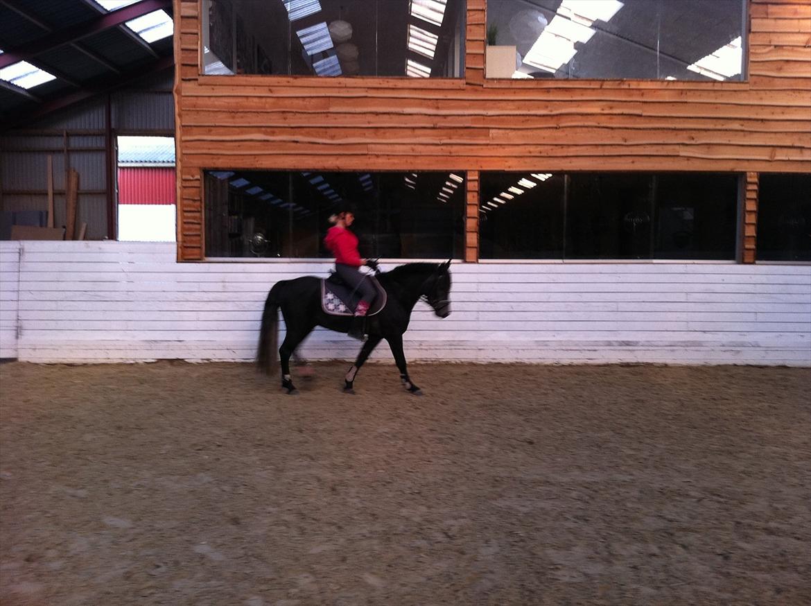 Connemara Pato (PART S Ø GES) billede 10