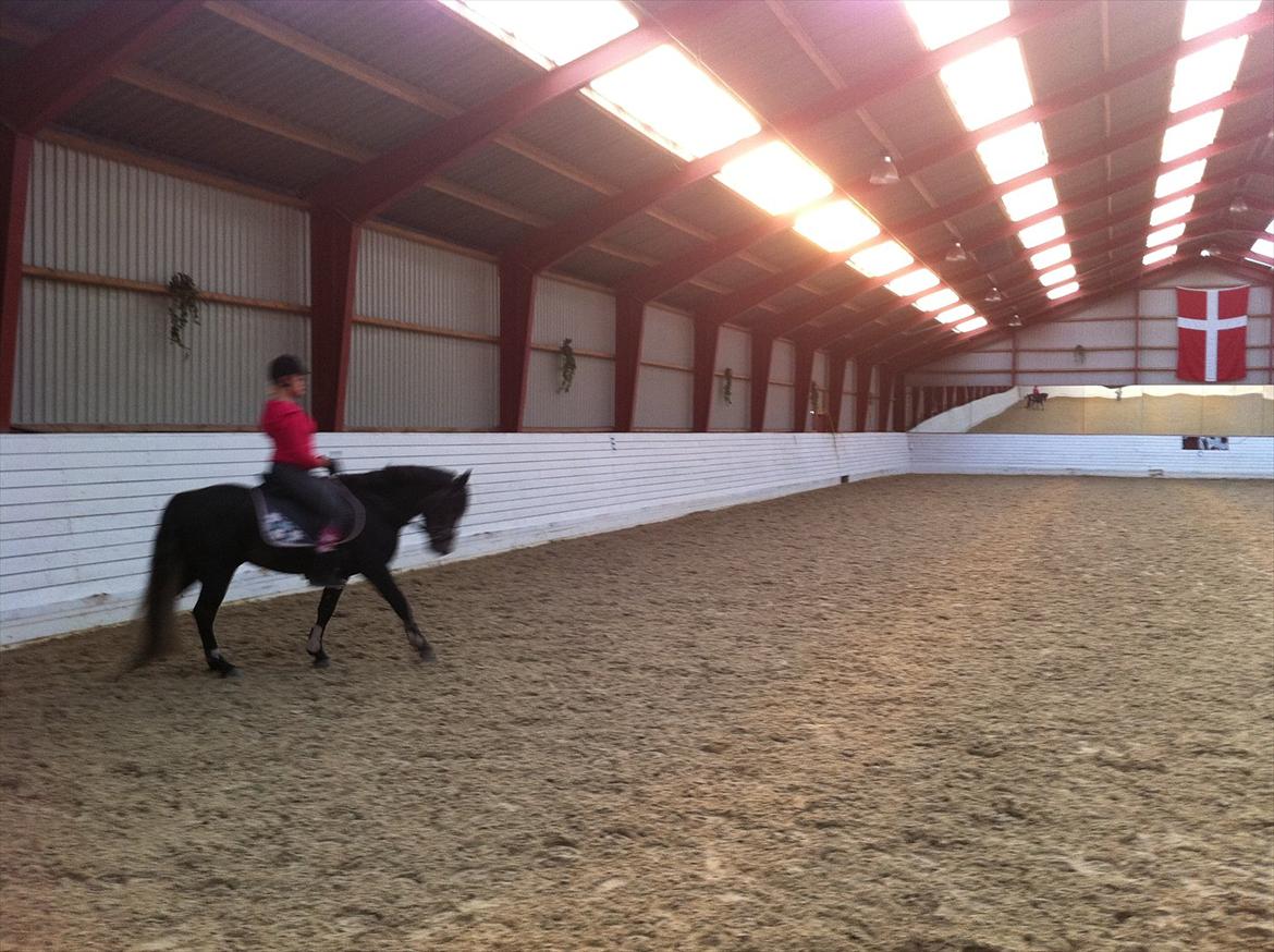 Connemara Pato (PART S Ø GES) billede 11