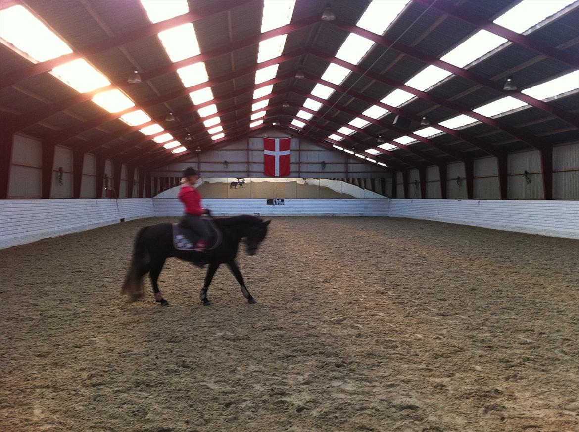 Connemara Pato (PART S Ø GES) billede 12