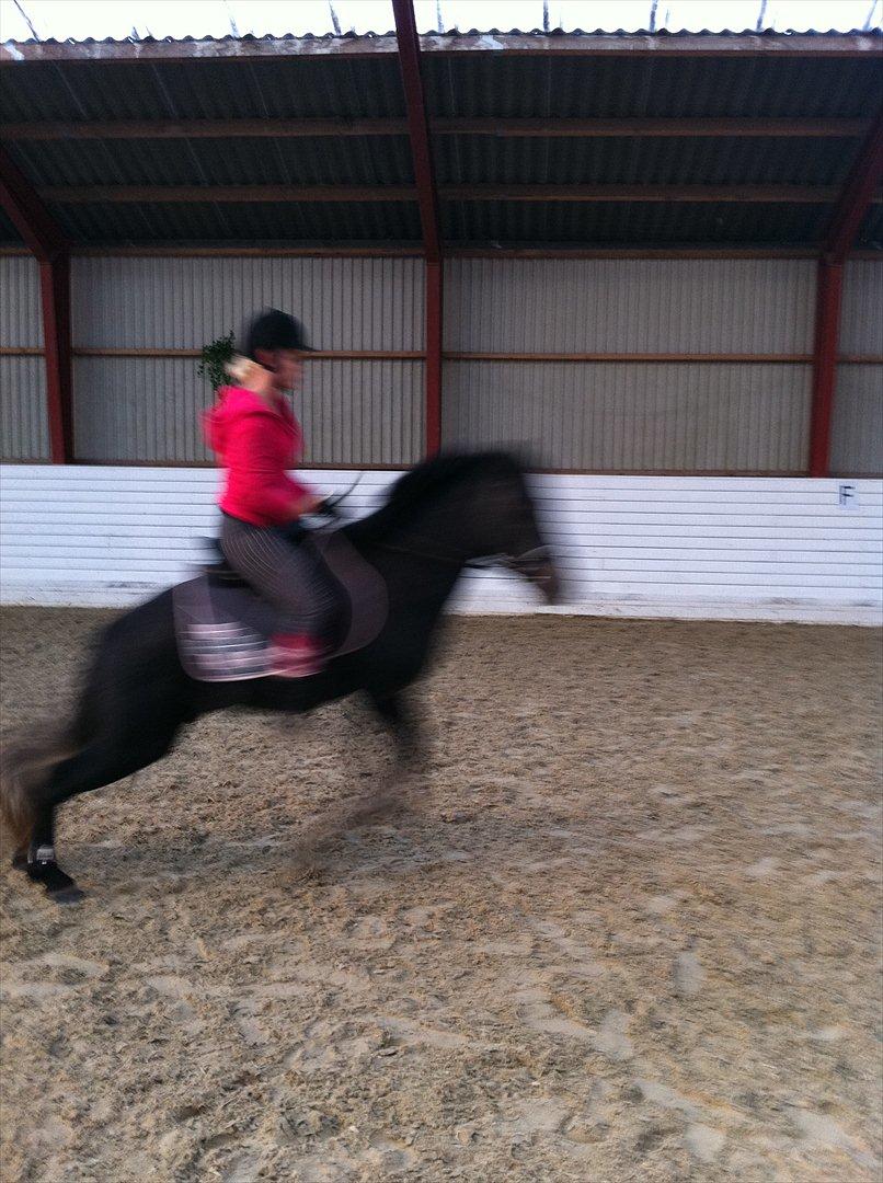 Connemara Pato (PART S Ø GES) billede 13