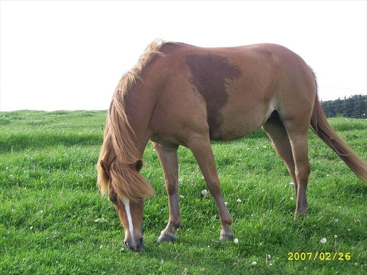 Anden særlig race † Flindtegårdens Ramira † - Ramira min engen du er savnt ;( <3 billede 1