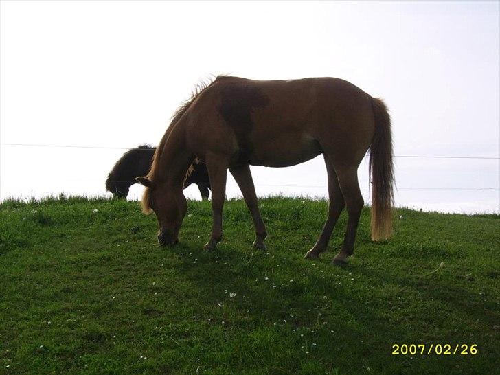Anden særlig race † Flindtegårdens Ramira † - Ramira min engen du er savnt ;( <3 billede 3