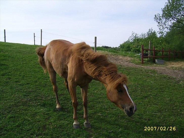 Anden særlig race † Flindtegårdens Ramira † billede 4