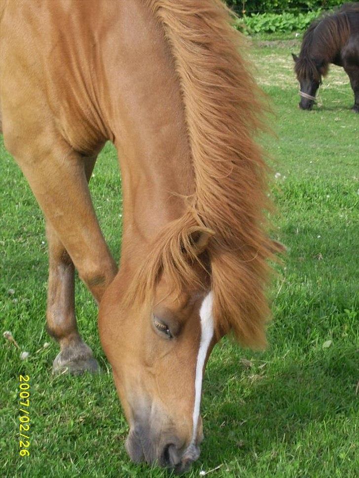 Anden særlig race † Flindtegårdens Ramira † billede 5