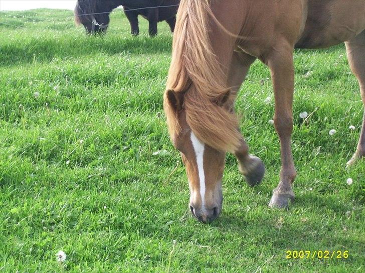 Anden særlig race † Flindtegårdens Ramira † billede 6