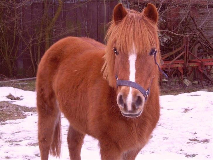 Anden særlig race † Flindtegårdens Ramira † billede 7