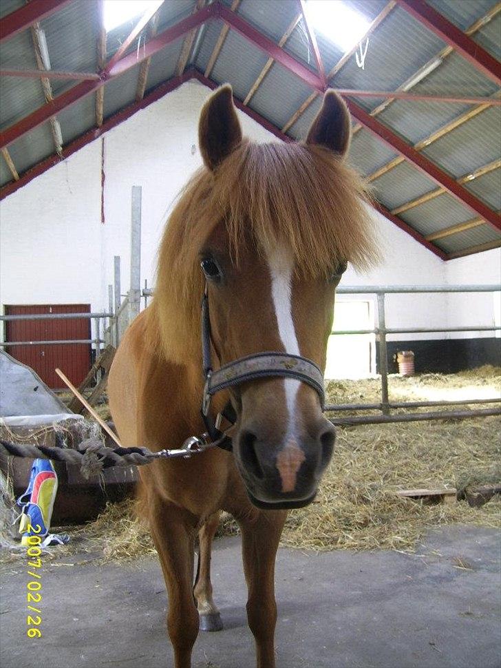 Anden særlig race † Flindtegårdens Ramira † billede 8