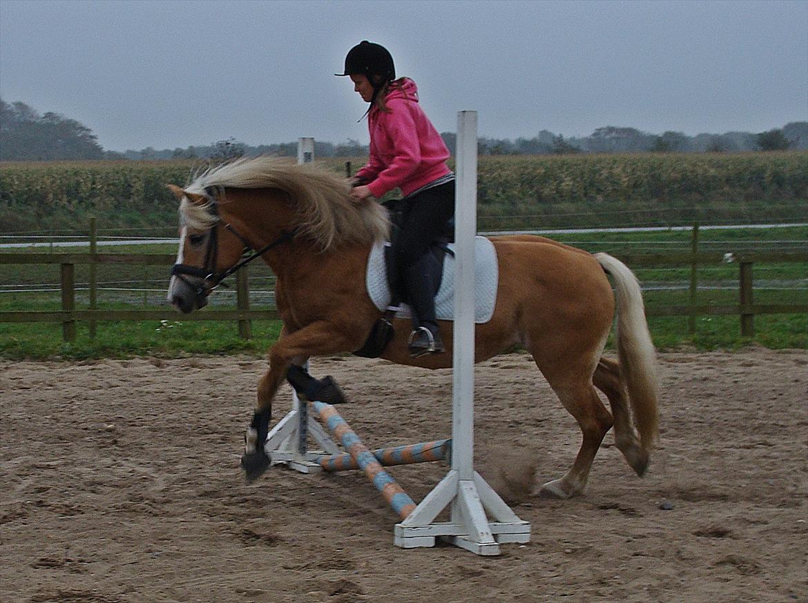 Haflinger GRYNET - 28-09-2011 Springtræning. billede 10