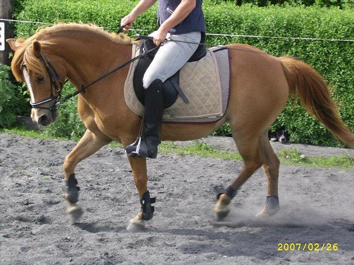 Anden særlig race † Flindtegårdens Ramira † billede 2