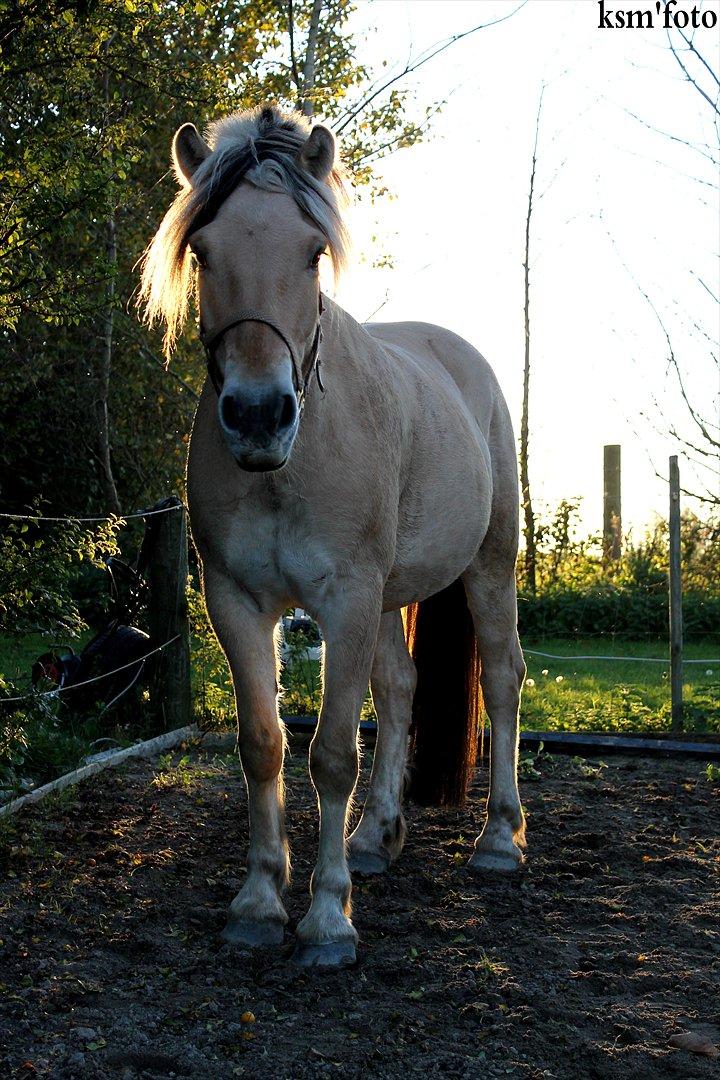 Fjordhest Mayboom (Bommer) R.I.P  - tak for kigget, læg gerne en kommentar eller bedømmelse :-) billede 20