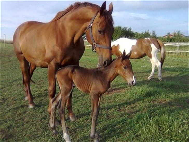 Anden særlig race Egekvist's Chili - Chili som føl <3 
Hun var rød, da hun var føl, derfor blev hun "døbt" Chili  billede 8