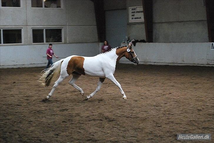 Pinto Jasmin - Kåring i Randres 4 sep. 2011 billede 19