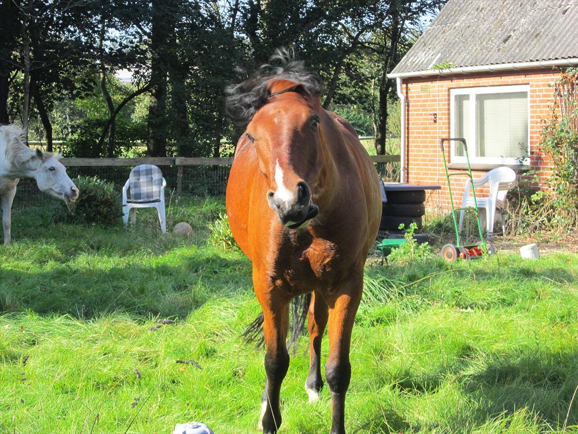 Pinto Figaro Ponygaarden billede 10