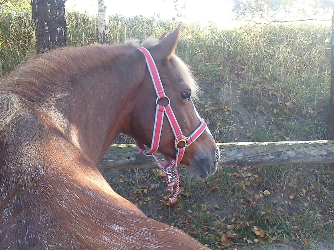 Anden særlig race Mathilde (Rideskolehest) billede 6