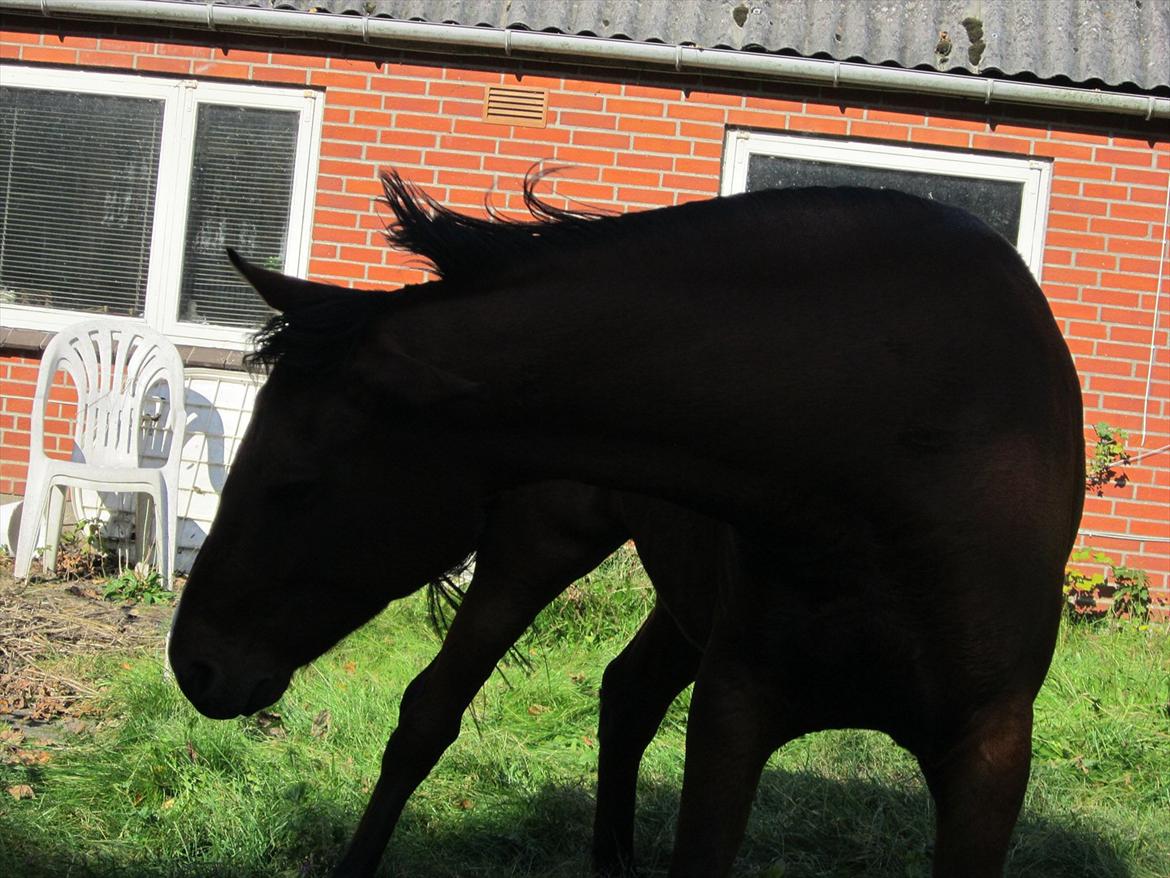Pinto Figaro Ponygaarden billede 11