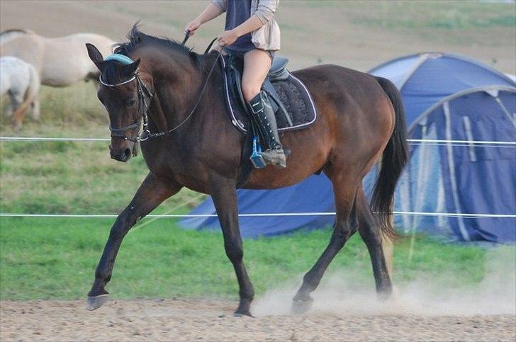 Anden særlig race Dacapo billede 1