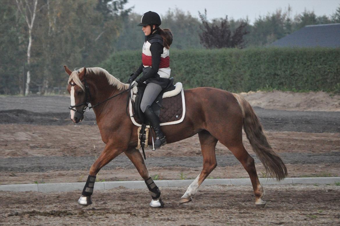 Welsh Cob (sec D) Mondetgårds Lady Duchess, sendt hjem :´( - foto LKB billede 9