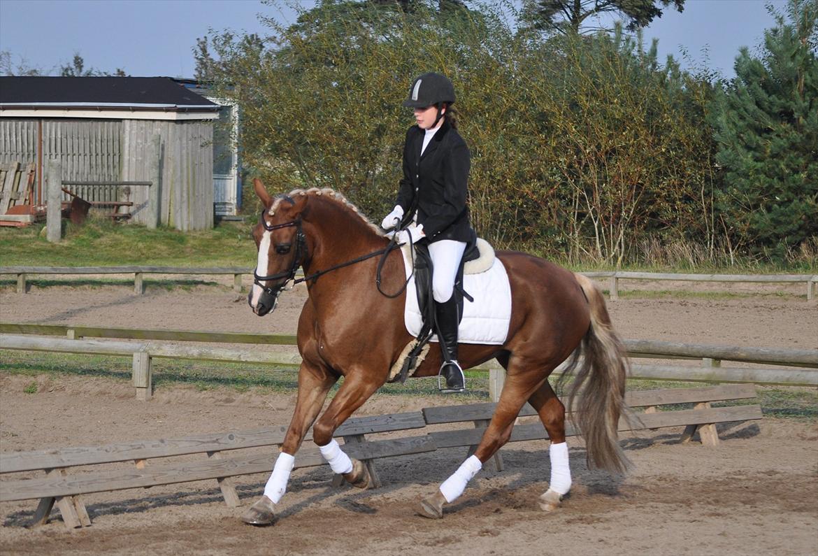Welsh Cob (sec D) Mondetgårds Lady Duchess, sendt hjem :´( - foto LKB billede 10