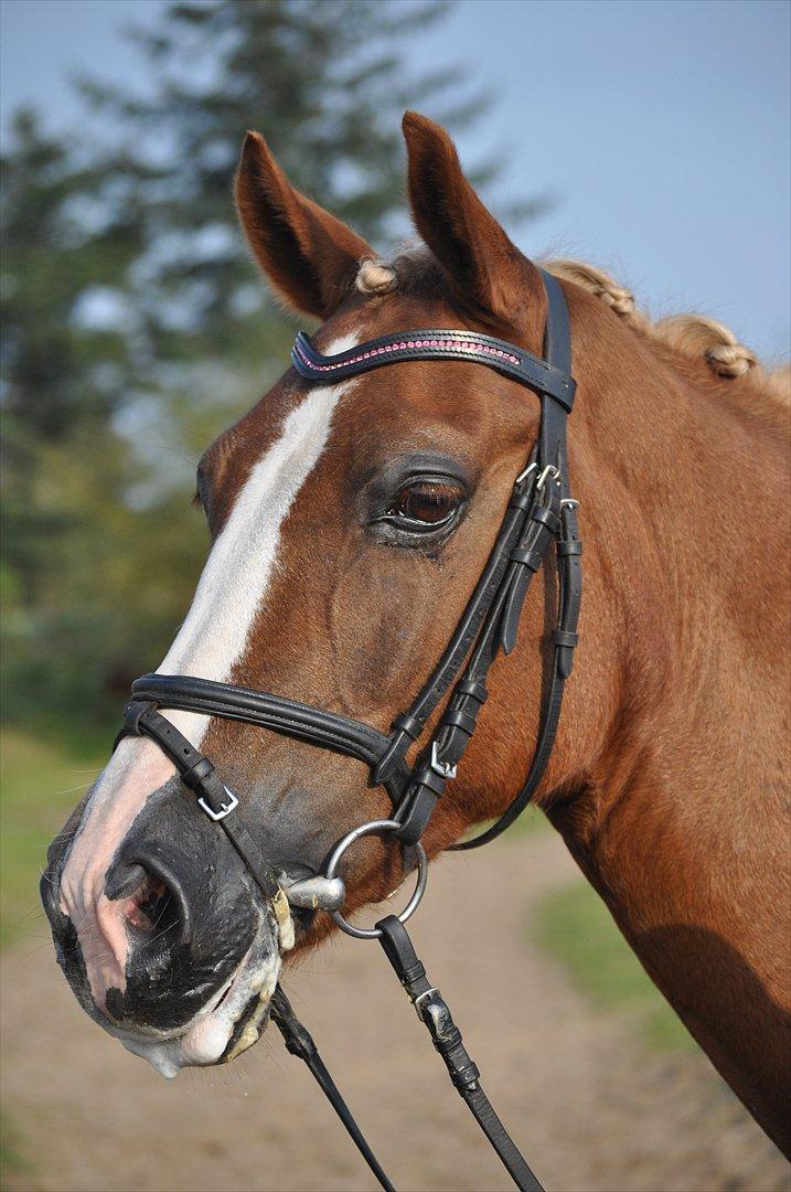 Welsh Cob (sec D) Mondetgårds Lady Duchess, sendt hjem :´( - foto LKB billede 11