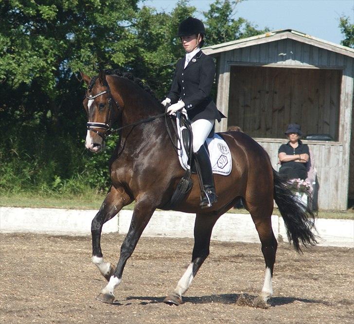 Hollandsk Varmblod Budweiser - SOLGT :'( - C-stævne Løgstør d. 11 juni 2011, han var så dejlig! Gik over alle forventninger! (: <3 billede 20