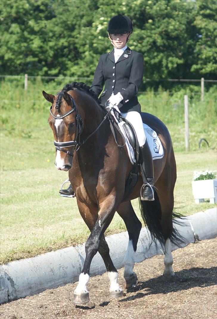 Hollandsk Varmblod Budweiser - SOLGT :'( - C-stævne Løgstør d. 11 juni 2011, han var så dejlig! Gik over alle forventninger! (: <3 billede 4