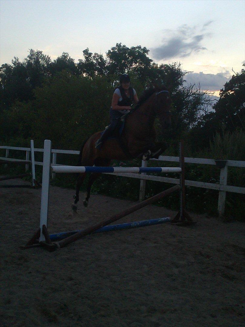 Anden særlig race Santos billede 1