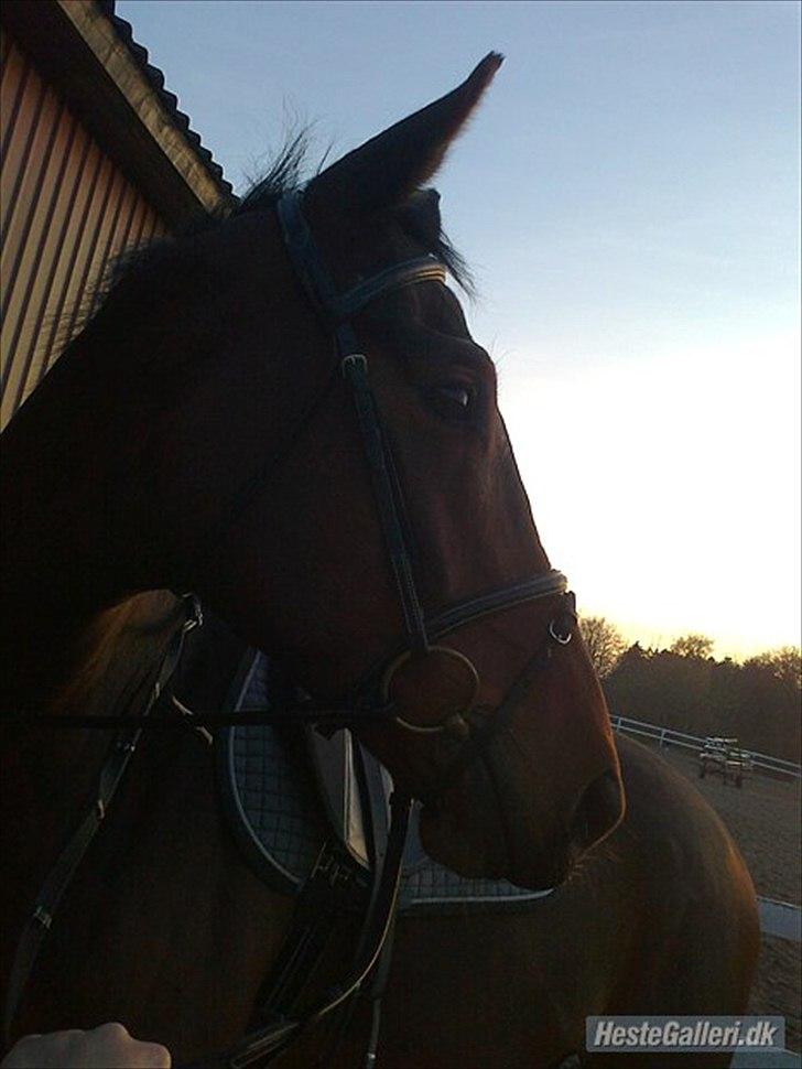 Anden særlig race Santos billede 2